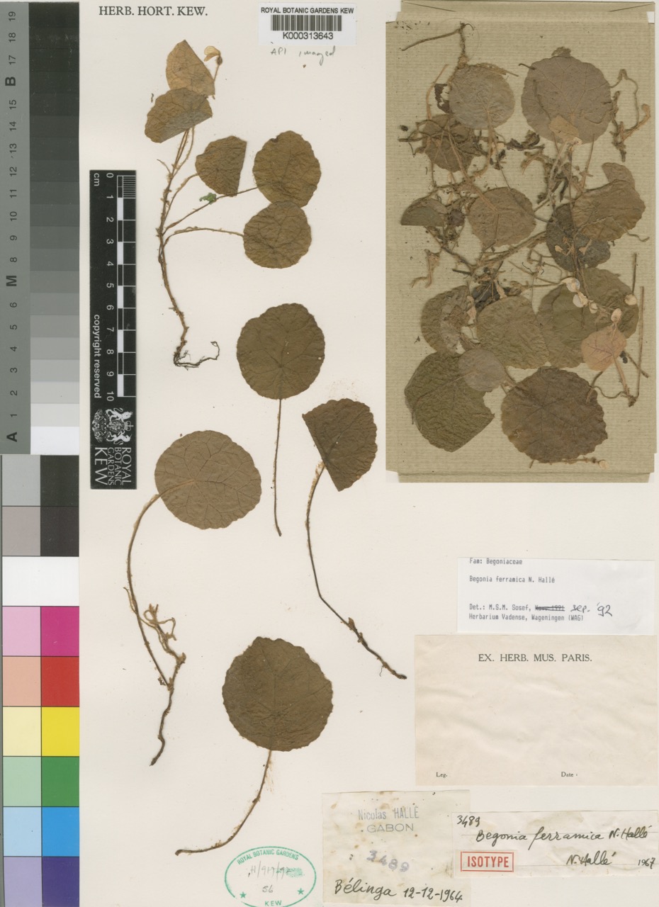 B. ferramica